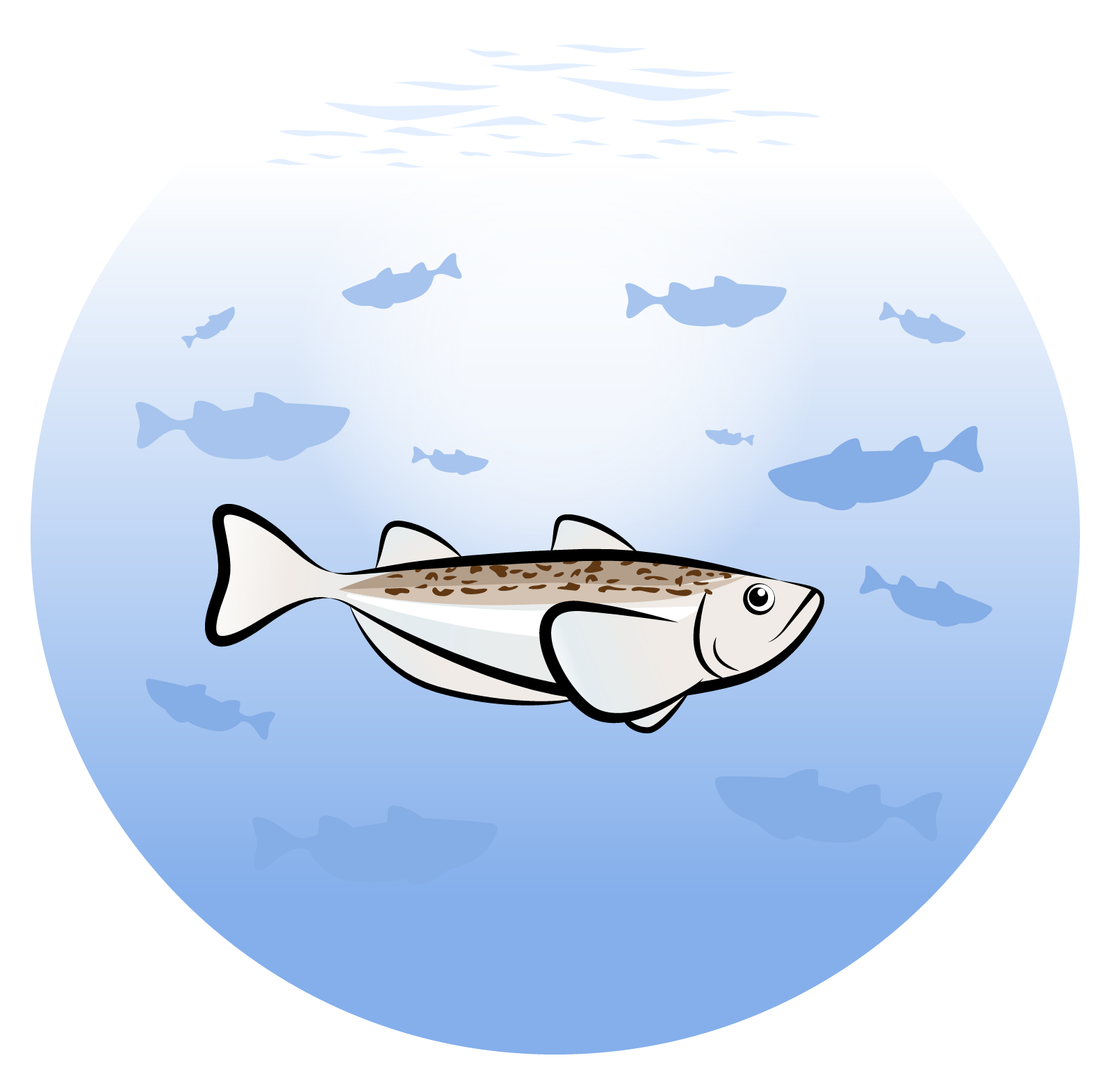 白身魚は種類が多い 魚の種類一覧とおすすめ料理 フライ 煮付け ムニエル ざつがく庵